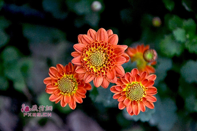 到达临界点：鳕鱼种群剧减带来的教训